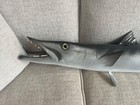 King Barracuda Taxidermy