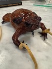 Taxidermy Real Bull Frog Crossbody Coin Purse W  Zipper Vintage Folk Art- Cancun