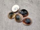 Cats Eyes Seashells Turbo Opercula  5 Shells Approx  1  Inch 