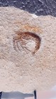 Fossil Trilobite- Shrimp Carpopenaeus Species