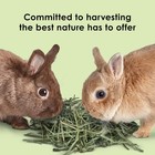 Kaytee Timothy Hay Blend Cubes For Pet Rabbits  Guinea 1 Pound  pack Of 1 