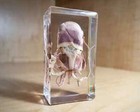 Squid In Resin  Real Squid Lucite Specimen  Oddities  Euprymna Berryi