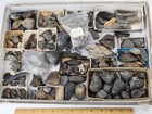 Fish Fossil Mega Bulk Lot - Swim Bladders  Vertebrae  Etc  - Florida - 4 1 Lb