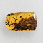 Unknown Lacewing  psychopsoidea   In Burmese   Burmite Amber Fossil 