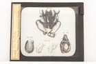 Rare Magic Lantern Slides Set Of 6 Medical Reproductive 1900 s 4 X 3 1 4  V12