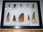 Fossil Dinosaur And Reptile Tooth Collection Lot Trex Triceratops Spinosaurus   