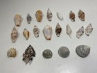 Lot Of 20 Beautiful Sea Shell Sizes 1 5    To 2 25   excellent Cond   Detail 