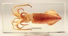 6 3  Large Squid In Clear Lucite Resin Paperweight Sea Marine Mollusc Specimen