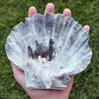 Pretty 6 25  Fossil Scallop Seashell Chesapecten Va Megalodon Era Beach Decor