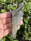 Natural Beautiful 3 91    Megalodon Tooth Fossil Shark Teeth