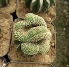 Succulentcactusplant Geohintonia Mexicana Cristata Cactaceae Withroots 5-7cm