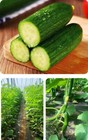 20 cucumber Seeds Garden Sweet Slice Burpless Hybrid Cucumber Usa