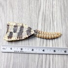 Rattlesnake Rattle With Skin Attached   9854       Taxidermy Diamondback Sidewin