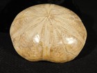 Big  Polished 150 Million Year Old  Sand Dollar Fossil Madagascar 211gr