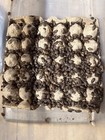 300 Live Medium Dubia Roaches Over 1 2   reptile Feeders  Free Shipping  15  Extra