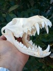 Large Beetle Cleaned Coyote Skull Animal Mammal Skull Taxidermy Has All Teeth