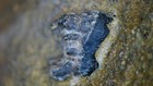 Large Mammal Tooth In Matrix Lance Formation Wy Dinosaur Age Fossil