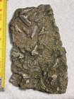 Fossil Hash Plate Brachiopod Crinoid