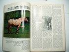 615 Vintage Appaloosa News Magazine Original  July 1988