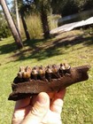 Absolutely Gorgeous Tapir Jaw With Gem Teeth Florida Extinct Ice Age Fossil 