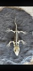 Fossil Permian Age Reptile Complete Skeleton Labidasaurus Pre-sale Frm Lawton Ok