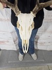 Wild 8 Point Whitetail Deer Antler Rack Horn Skull European Mount Man Cave 115 