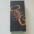 Black Scorpion Genuine Insect Desktop Lucite Paperweight  Paper Weight  Large