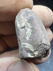 Cretaceous Age Crab From Eagle Ford Fm  Lake Leesville Dallas Tx Wolf Family