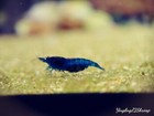 Blue Dream Shrimp Neocaridina 12 Shrimp Plus Extra And Free Acclimation Kit 