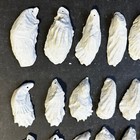 Lot 30 Sc Oyster Shells Painted White  Drilled  Cups Santa Face Ornaments 2 5-4 