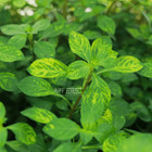 Ludwigia Atlantis   Aquarium Plants Factory  