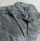 Arthroacantha Carpenteri  2 Crinoid Crown Fossils  Silica Shale  Devonian  Ohio 